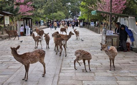 奈良市 マンション 鹿と共に暮らす未来の住まい