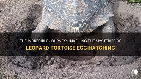 The Kindhearted Tortoise and His Journey of Deception: Unveiling the Lessons of Greed and Wisdom!